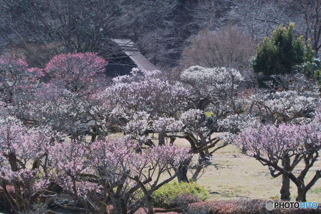 薬師池公園