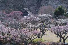 薬師池公園