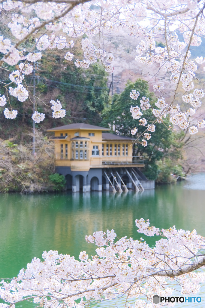 鎌北湖の春