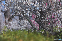 羽根木公園