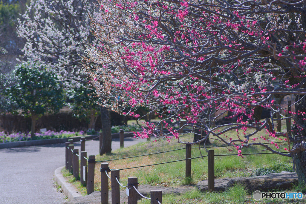 相模原北公園