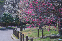 相模原北公園