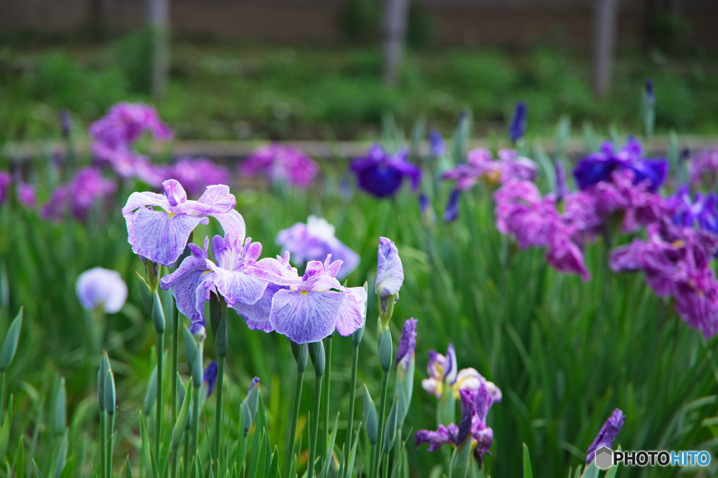 湖南菖蒲園の花菖蒲