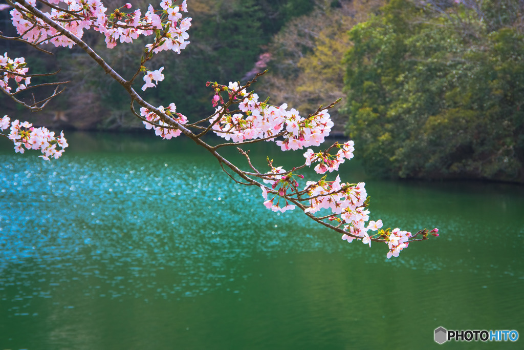 鎌北湖の桜