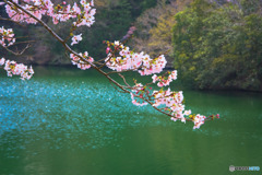 鎌北湖の桜