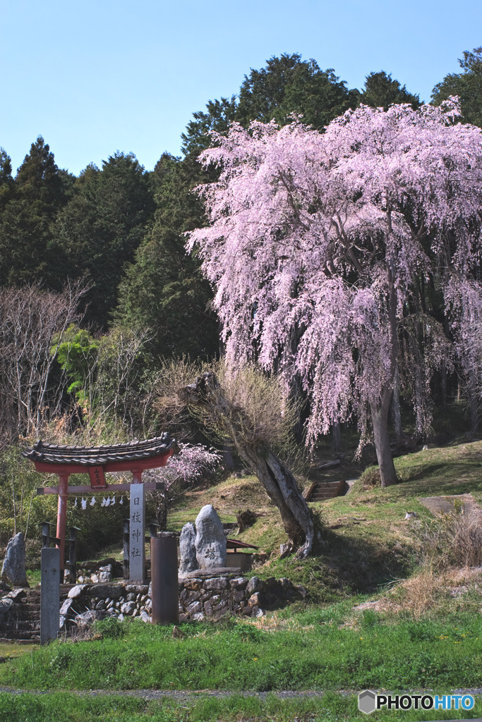 日枝神社の枝垂れ桜