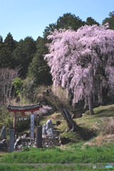 日枝神社の枝垂れ桜