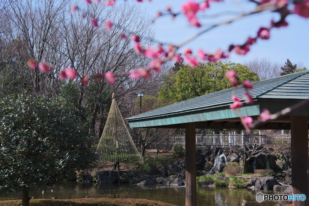 梅のある庭園