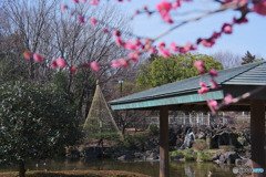 梅のある庭園