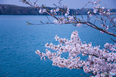 多摩湖の桜