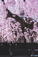 多聞寺の薬師堂