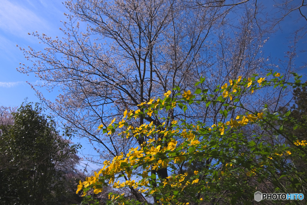山吹の里歴史公園のヤマブキと山桜