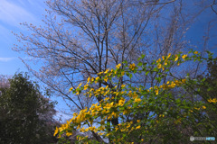 山吹の里歴史公園のヤマブキと山桜
