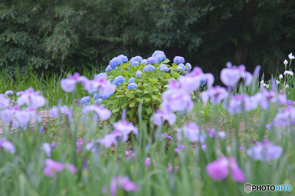 吹上しょうぶ公園