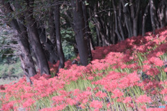 彼岸花