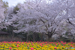 大宮花の丘農林公苑