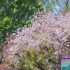 川越水上公園