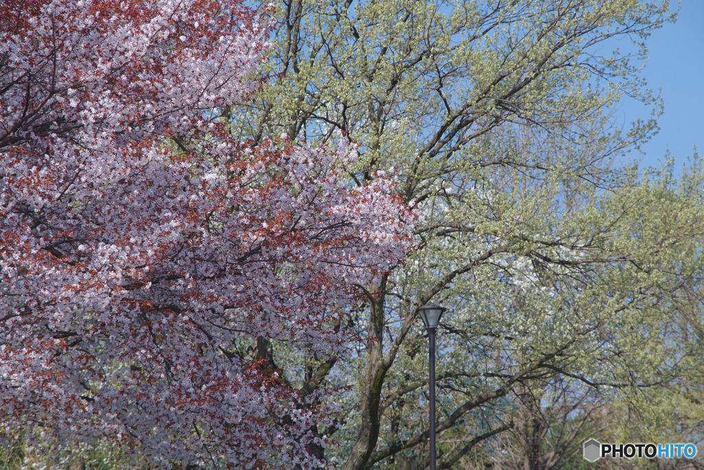川越水上公園