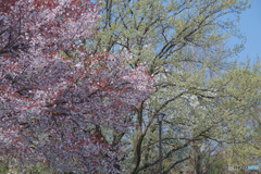 川越水上公園