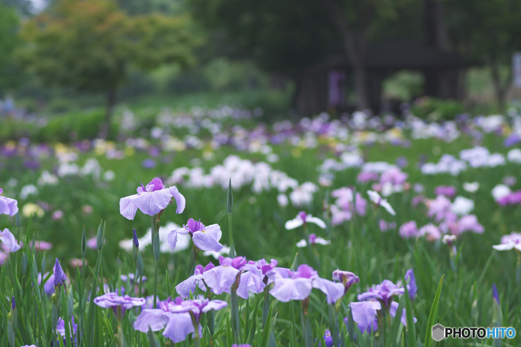 上尾丸山公園