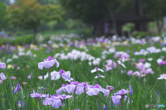 上尾丸山公園