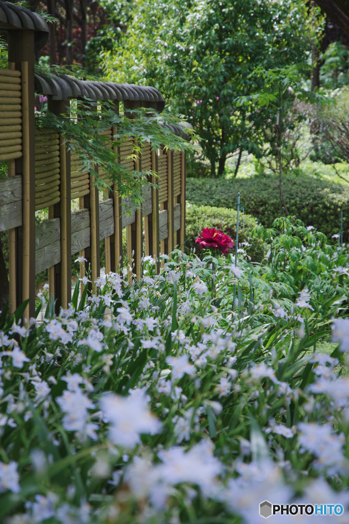 町田ぼたん園