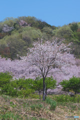 虎山の千本桜