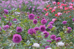 野津田公園