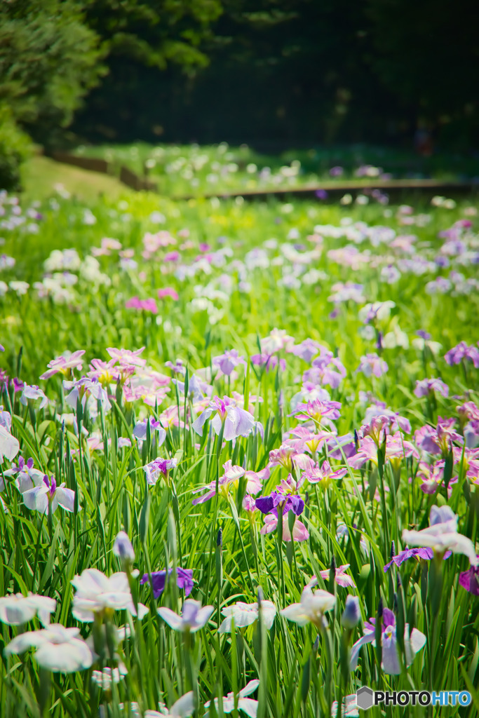 智光山公園の花菖蒲