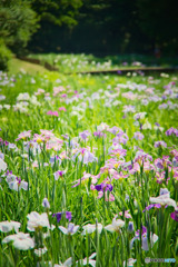 智光山公園の花菖蒲
