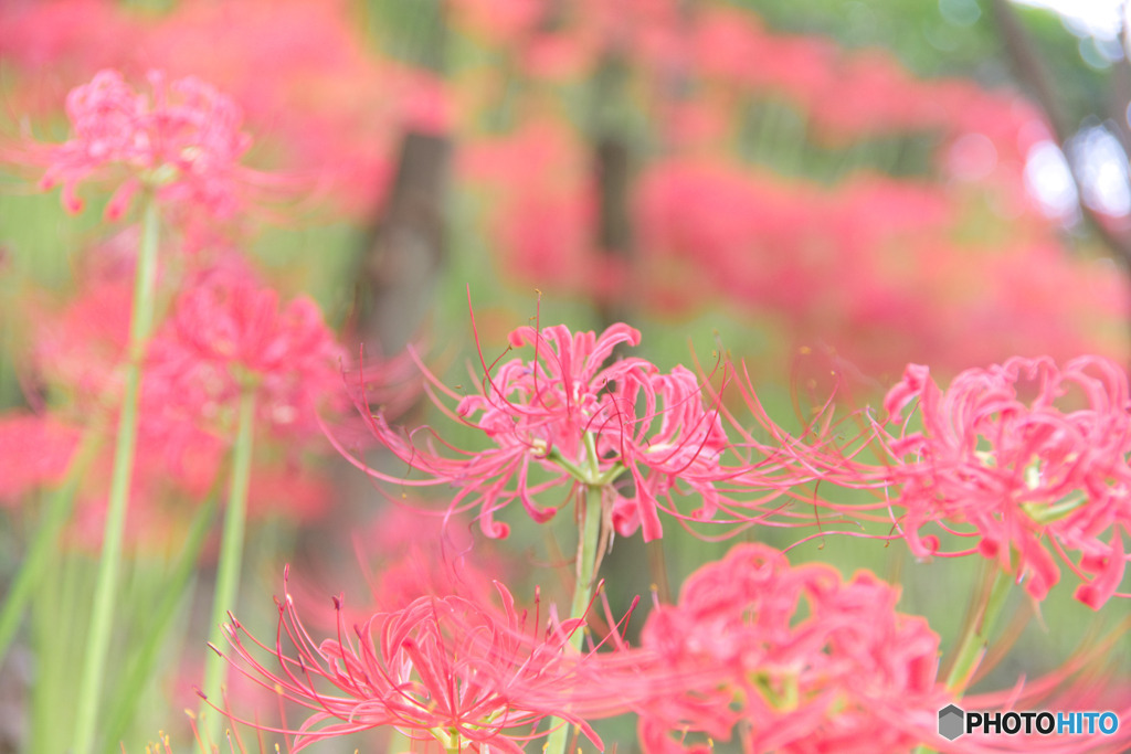 広徳寺の彼岸花