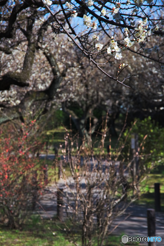 田柄梅林公園