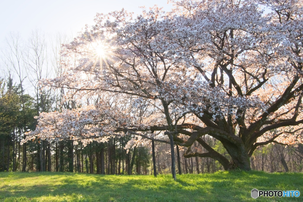 中峯一本桜