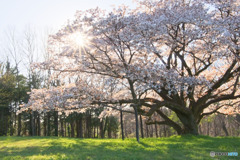 中峯一本桜