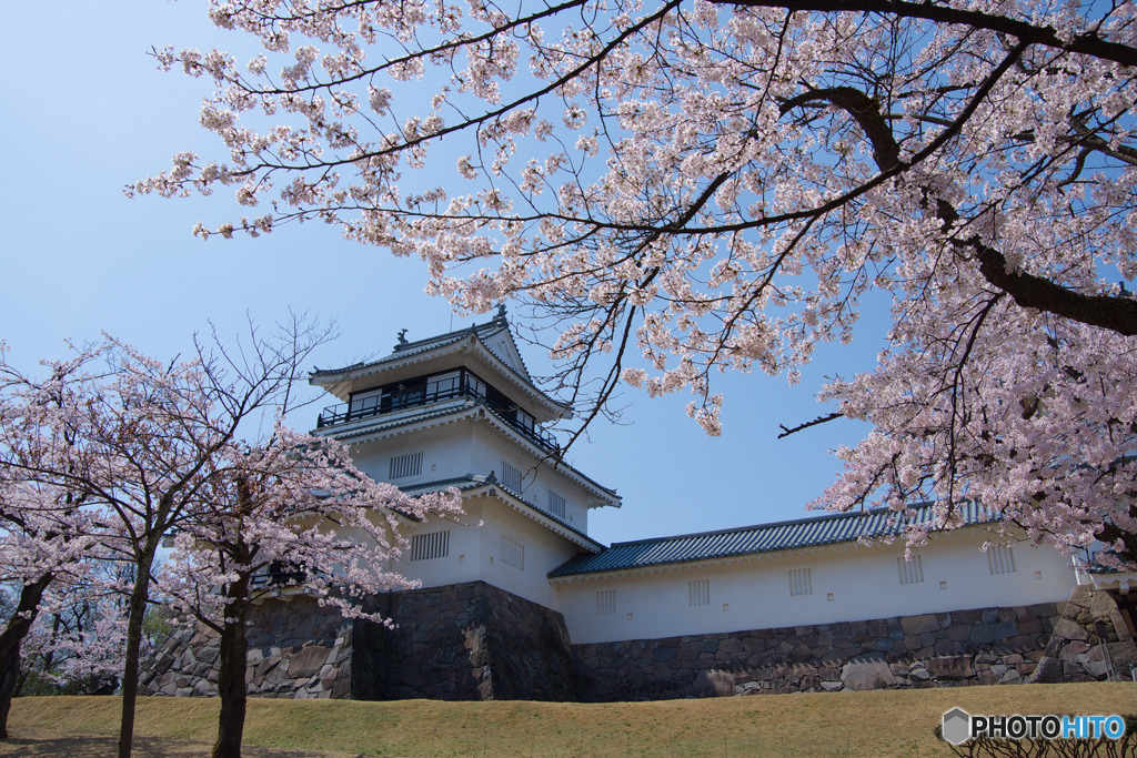 長岡市郷土資料館と桜