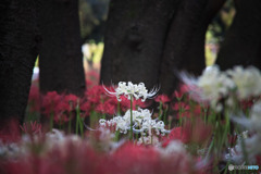 白花彼岸花