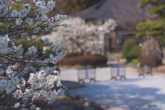 所沢、永源寺の梅