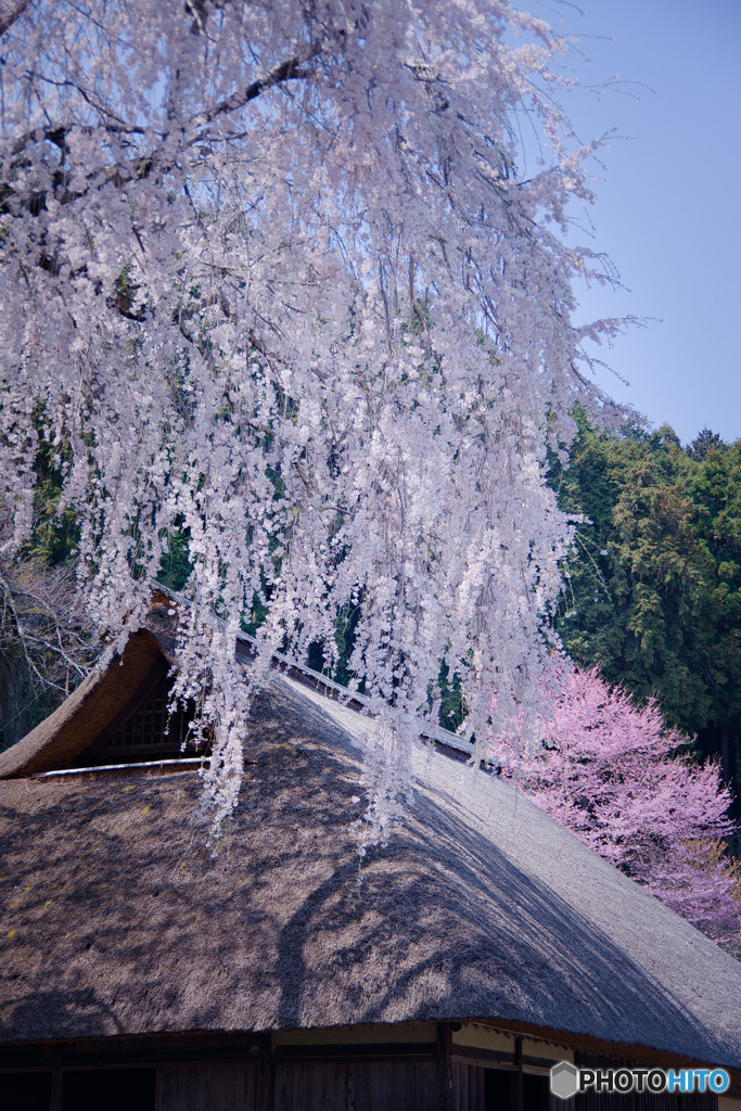 高麗家住宅の枝垂れ桜