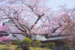 金仙寺の桜