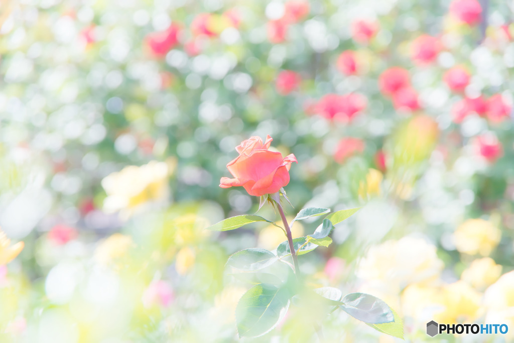 秋留台公園、緋薔薇