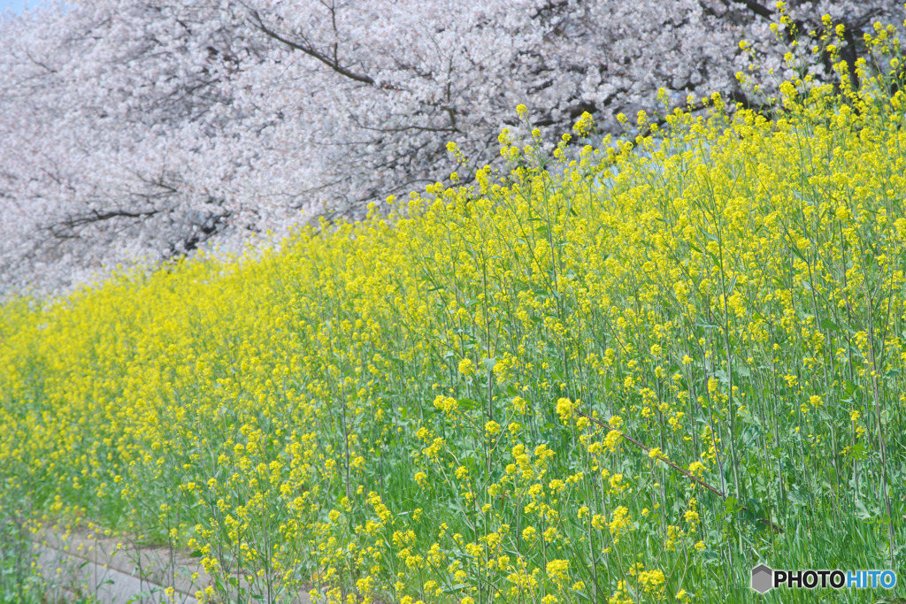 山田桜堤