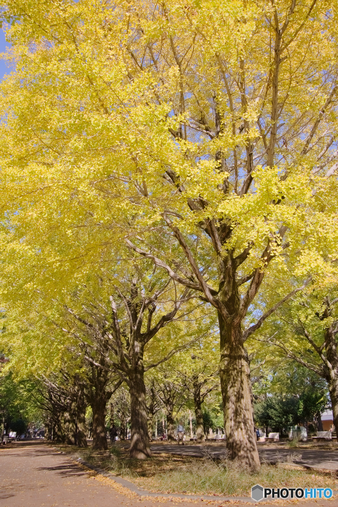 光が丘公園