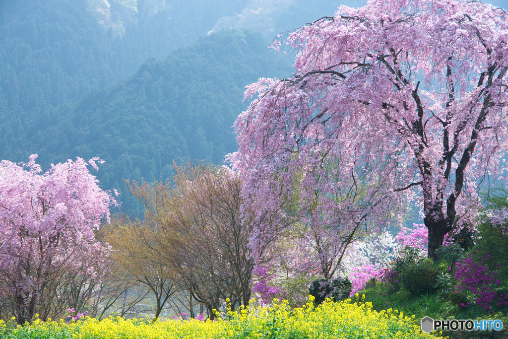 桜源郷