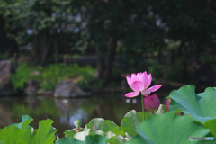 郷土の森公園