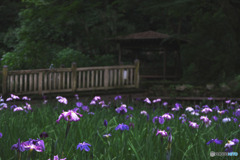 生田緑地