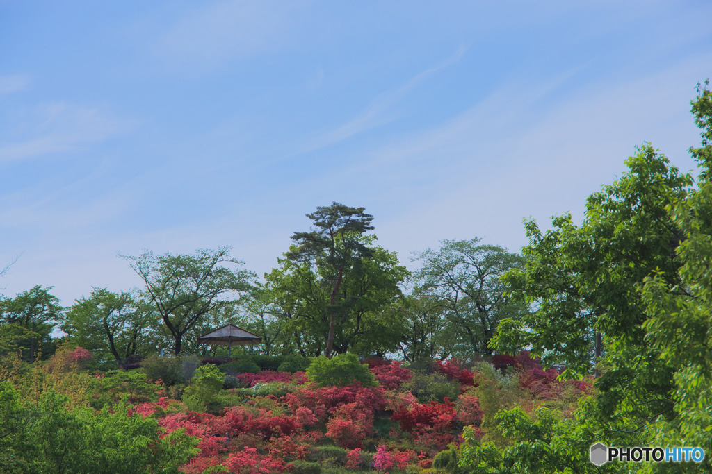 物見山公園のツツジ