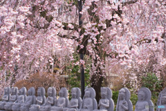 宝幢寺の枝垂れ桜