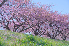 多摩川等々力土手桜並木