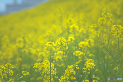菜の花の土手