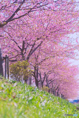 富士見市第2運動公園の河津桜